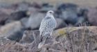 Rarely seen white morph gyrfalcon spotted in New Brunswick