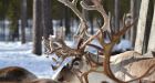 Reindeer antlers' amazing skin regeneration may someday help heal human injuries