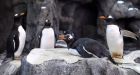 Calgary too cold for penguins, zoo brings birds indoors