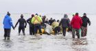 Beached whale saved by more than 100 Nova Scotians in spontaneous rescue effort