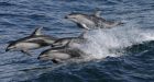 New Year's Day dolphin pod thrills B.C. ferry passengers