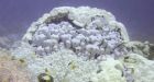 Low oxygen levels, coral bleaching getting worse in oceans