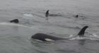 Orca belly-rubbing off Sunshine Coast beach thrills onlookers