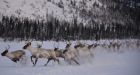 Labrador caribou herds won't be listed as endangered, government says