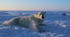 The North's 'apex predator' threatened by receding sea ice in the Beaufort Sea, study says