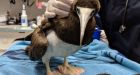 Rare Brown Booby recovering in Victoria