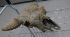 Ice age steppe bison skull found near Tuktoyaktuk, N.W.T.