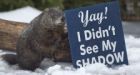 Clash of the groundhogs: Conflicting predictions pop up
