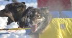 Yukon Quest: 364 dogs (and 26 mushers) start running today