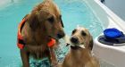Swimming lessons for water-challenged dogs begin in northeast B.C.
