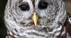 Delta residents warned to watch skies for divebombing owls after 3 attacks