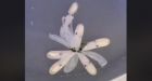 Aquarium captures video of octopus birth