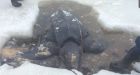 Leatherback turtle, not overturned boat, found washed up in Cape Breton
