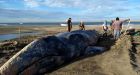 Gray whale returned to ocean after 3 days beached in Mexico