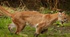 More cougar encounters expected in B.C. as houses replace wilderness