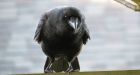 Vancouverites are on high alert as crows dive-bomb pedestrians