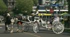 SPCA calls for ban on horse-drawn carriage tours on Victoria streets