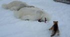 Nunavut hunter takes down 2 polar bears with one shot after 'scary' close call