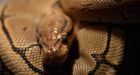 Python goes missing in Delta, B.C.