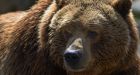 B.C. man recovers in hospital after attack by mother grizzly bear