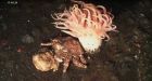 Expedition gives live look at underwater mountains off B.C.'s coast