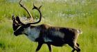 New oilsands exploration tech leaves forest intact, which is good news for caribou