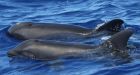 Rare dolphin-whale hybrid spotted near Hawaii