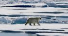 Nunavut hunter killed by polar bear and cub