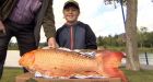 Holy carp: 11-year-old nets giant koi in St. Albert lake