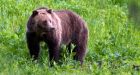 U.S. judge restores protections for grizzly bears, blocking hunts