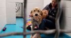 Emaciated golden retriever spent years tethered outside: BC SPCA