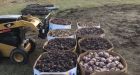 Alberta farmer donates 10,000 kg of root vegetables to food banks