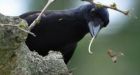 Clever crows reveal 'window into the mind'