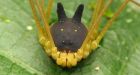 This Tiny Arachnid With a Black Bunny Head Is Totally Real, We Kid You Not