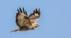 Wind farms are the 'new apex predators' as they kill off three QUARTERS of predatory birds