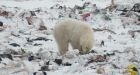 Unaffected by climate change, Nunavut polar bears found to exceed co-existence threshold'