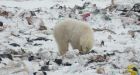 Unaffected by climate change, Nunavut polar bears found to exceed co-existence threshold'