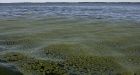 Blue-green algae blooms ease but toxic lake goo here to stay: U of A researcher