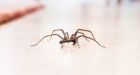 Why dont you die' Australian mans altercation with spider prompts police response