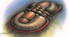Fossils discovered at B.C.'s Burgess Shale add branch to tree of life