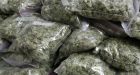 Black market pot sales booming in wake of legalization: Cops