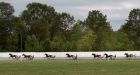 Harness racing filly gives birth six months after she was bought for $10,000. Her owners are suing for $25,000