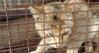 Stowaway, the cat accidentally shipped from China to Prince George, has become an overnight sensation