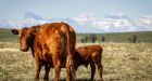 Alberta beef producers carefully watch Beyond Meat veggie burger complaint