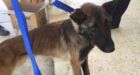 U.S. bomb-sniffing dogs sent to Jordan now dying from poor treatment | CTV News