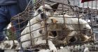 Ban on eating dogs blocked by Justice Ministry for fear of offending people in the Far East