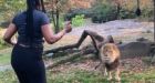 Woman climbs over fence at Bronx Zoo's lion exhibit