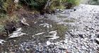 Hundreds of spawning salmon killed in Squamish river; BC Hydro admits responsibility