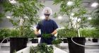 'Some of these guys are going to disappear': Slump hits cannabis industry