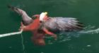Tentacles vs. talons: Octopus battles bald eagle in video shot off B.C. coast